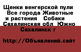 Щенки венгерской пули - Все города Животные и растения » Собаки   . Сахалинская обл.,Южно-Сахалинск г.